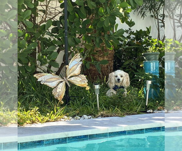 Medium Photo #7 Poodle (Miniature)-Unknown Mix Puppy For Sale in Plantation, FL, USA