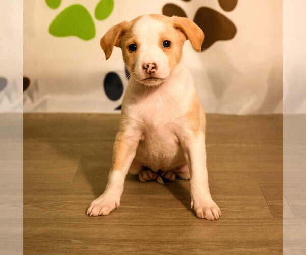 Medium Photo #4 Mutt Puppy For Sale in Brooklyn Center, MN, USA