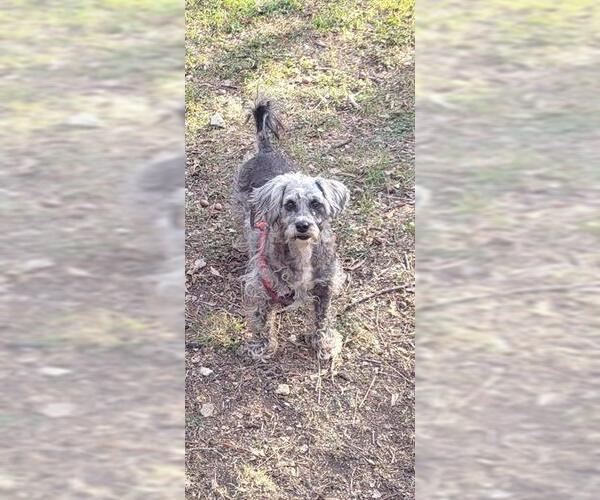 Medium Photo #1 Shih Tzu-Unknown Mix Puppy For Sale in San Antonio, TX, USA