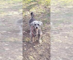 Shih Tzu-Unknown Mix Dogs for adoption in San Antonio, TX, USA