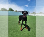 Small #5 Doberman Pinscher