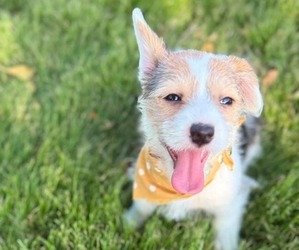 Morkie-Pembroke Welsh Corgi Mix Puppy for sale in ARLINGTON, TX, USA