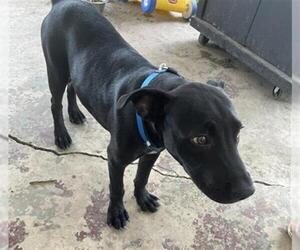American Staffordshire Terrier-Unknown Mix Dogs for adoption in San Antonio, TX, USA