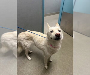 Siberian Husky-Unknown Mix Dogs for adoption in Las Vegas, NV, USA