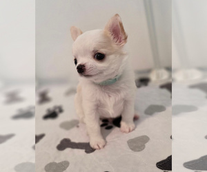 Chihuahua Puppy for sale in JACKSONVILLE, FL, USA