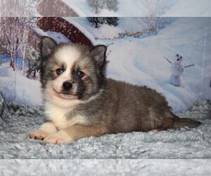Pomsky Puppy for sale in BARNESVILLE, KS, USA