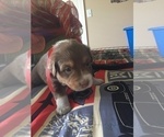 Small Photo #4 Australian Shepherd Puppy For Sale in GILMER, TX, USA