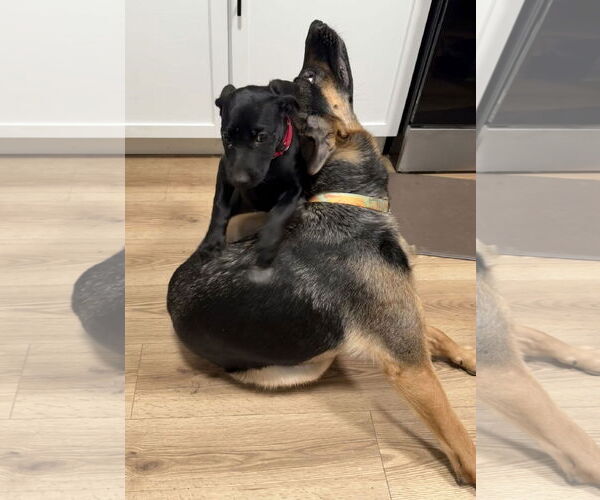 Medium Photo #9 Mutt Puppy For Sale in Philadelphia, PA, USA