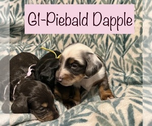Dachshund Puppy for sale in OVIEDO, FL, USA