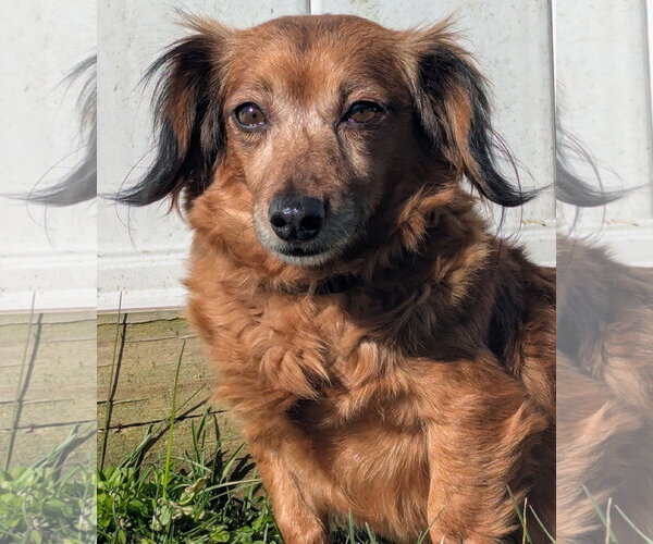 Medium Photo #2 Chiweenie Puppy For Sale in Shelbyville, TN, USA