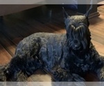 Small #13 Schnauzer (Giant)
