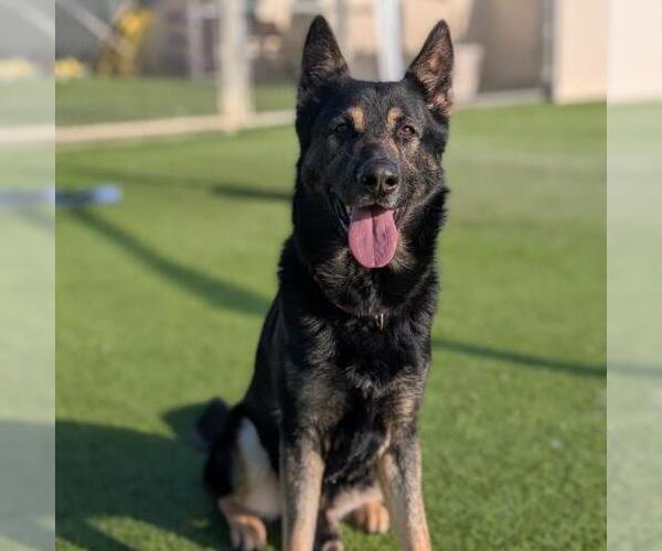 Medium Photo #3 German Shepherd Dog Puppy For Sale in Camarillo, CA, USA