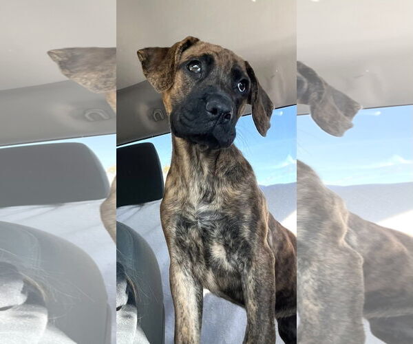 Medium Photo #4 Mountain Cur-Unknown Mix Puppy For Sale in Mount Laurel, NJ, USA