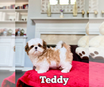Image preview for Ad Listing. Nickname: Teddy