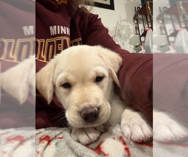 Medium Photo #4 Mutt Puppy For Sale in St. Louis Park, MN, USA