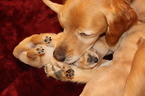 Small Photo #6 Golden Retriever Puppy For Sale in HARRISON, TN, USA