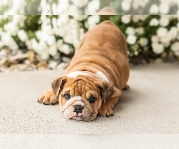 Medium Photo #1 English Bulldog Puppy For Sale in BOURBON, IN, USA