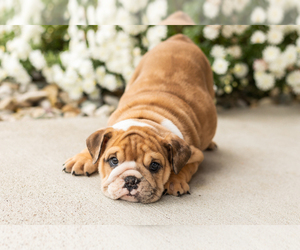 English Bulldog Puppy for sale in BOURBON, IN, USA