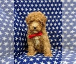 Small Photo #1 Goldendoodle (Miniature) Puppy For Sale in RISING SUN, MD, USA