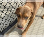 DAXTER - Male Mutt Dog for Adoption - Small photo