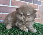 Small #19 Pomeranian