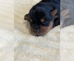 Small Photo #7 Yorkshire Terrier Puppy For Sale in BROOKFIELD, IL, USA