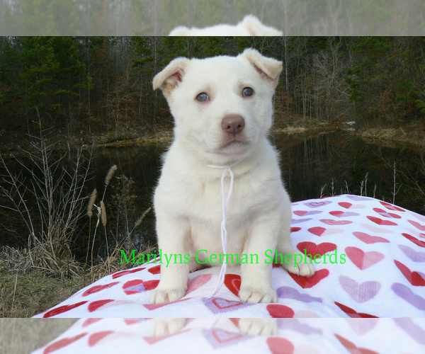 Medium Photo #6 German Shepherd Dog Puppy For Sale in PIEDMONT, MO, USA
