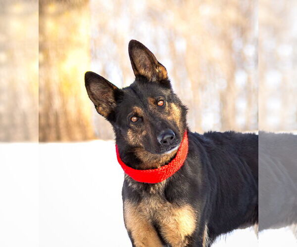 Medium Photo #1 German Shepherd Dog Puppy For Sale in Unionville, PA, USA