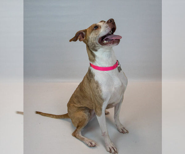 Medium Photo #2 Boxer-Unknown Mix Puppy For Sale in Kennesaw, GA, USA
