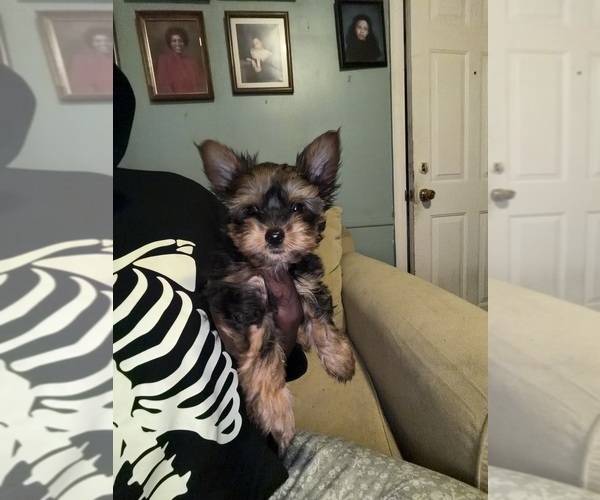 Medium Photo #9 Yorkshire Terrier Puppy For Sale in DETROIT, MI, USA