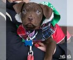 Small #1 Mutt