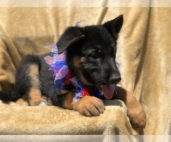 Medium Photo #6 German Shepherd Dog Puppy For Sale in EAST EARL, PA, USA