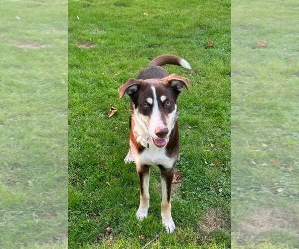 Medium Photo #11 Mutt Puppy For Sale in Woodbury, NY, USA