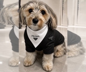 Father of the Morkie puppies born on 06/10/2026