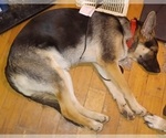 Small Photo #5 German Shepherd Dog Puppy For Sale in MECHANICSVILLE, VA, USA