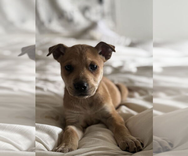 Medium Photo #7 Mutt Puppy For Sale in Dana Point, CA, USA