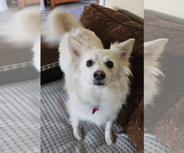 Medium Photo #3 American Eskimo Dog Puppy For Sale in Pikesville, MD, USA