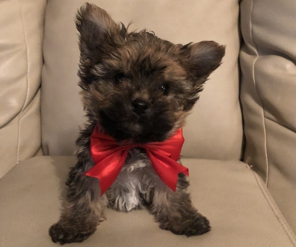 Medium Photo #1 Morkie Puppy For Sale in N N, VA, USA