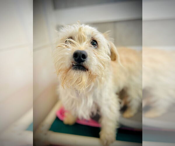 Medium Photo #3 Mutt Puppy For Sale in Pacolet, SC, USA