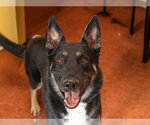 Small #3 German Shepherd Dog Mix