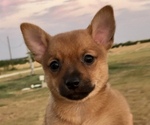 Small Photo #5 Chiranian Puppy For Sale in COVINGTON, TX, USA