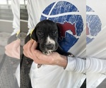 Small #2 Great Dane