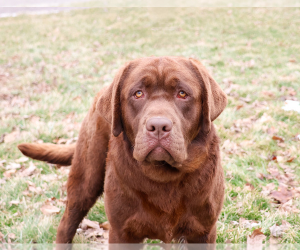 Medium Photo #6 Labrador Retriever Puppy For Sale in SYRACUSE, IN, USA