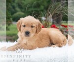 Small #3 Golden Retriever