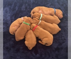 Vizsla Puppy for sale in ROYSTON, GA, USA