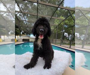 Goldendoodle Puppy for sale in KISSIMMEE, FL, USA