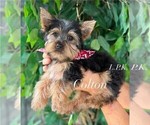 Image preview for Ad Listing. Nickname: Tiny Cole