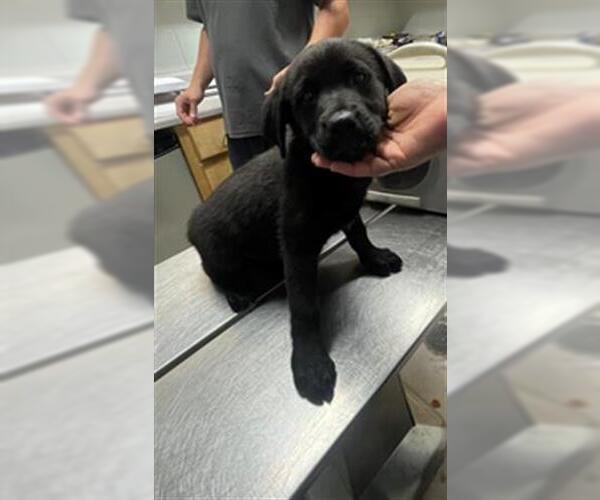 Medium Photo #1 Labrador Retriever Puppy For Sale in Augusta, GA, USA