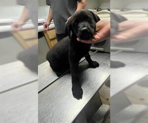 Labrador Retriever Dogs for adoption in Augusta, GA, USA
