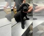 Small Labrador Retriever